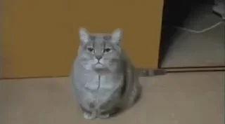 🐈