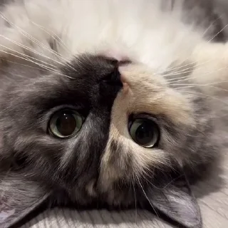🤩