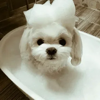 🐾