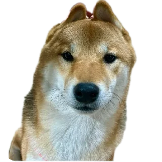 🐶