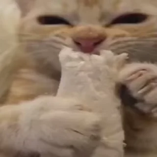 😻