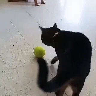 🐈