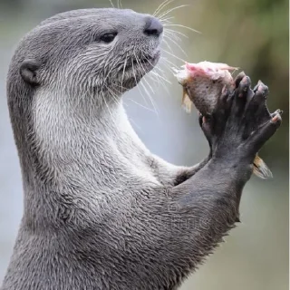 🐟