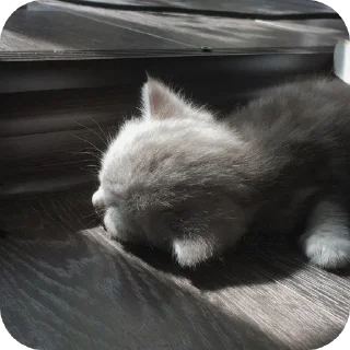 🐱