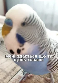 🐦