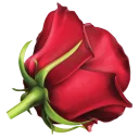 🌹