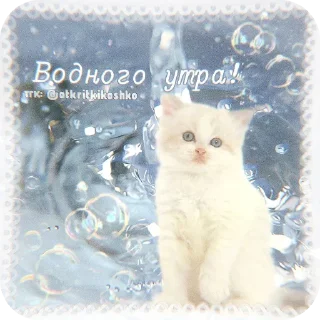 🐱