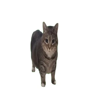 😺