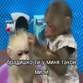 🐵