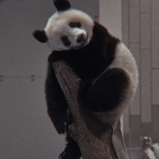 🐼