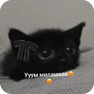 🐱