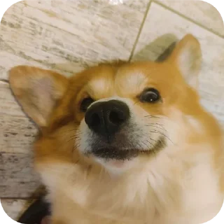 🐶