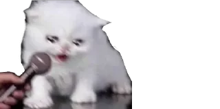 😿