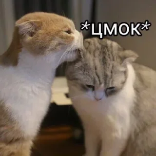 🐈