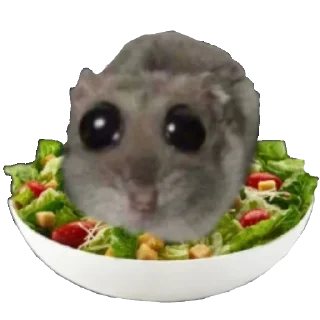 🥗
