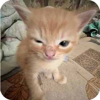 🐱