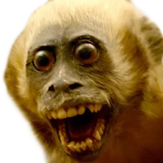 🐵