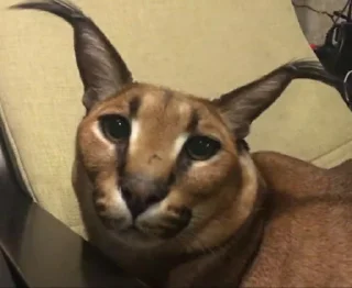 😑