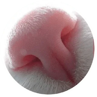 🐱