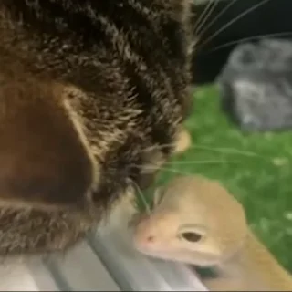 😻