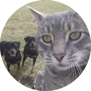 😼