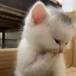 🐈
