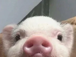 🐷