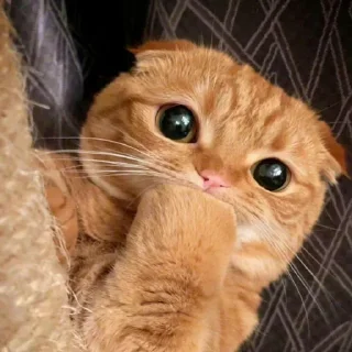 🐈
