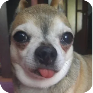 🐶