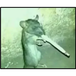 🐭