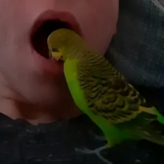 🦜