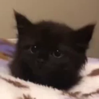 🥺