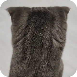 🐱