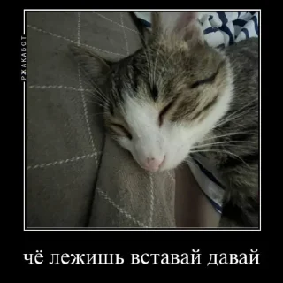🐱