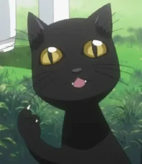 🐈‍⬛️