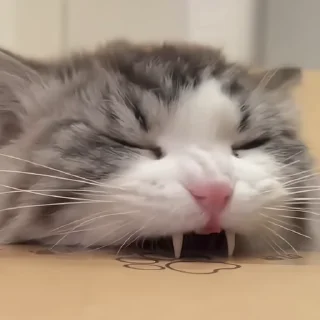 🐈‍⬛️