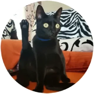 🐈