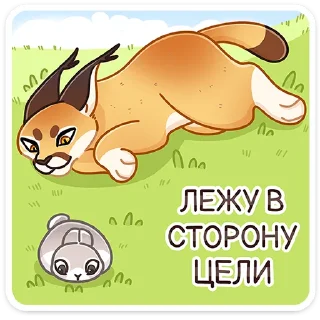 😼