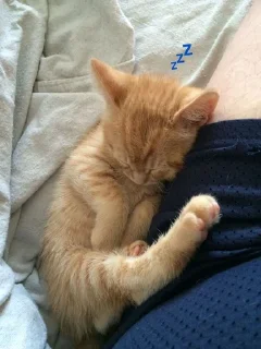 💤