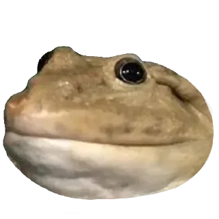 🐸