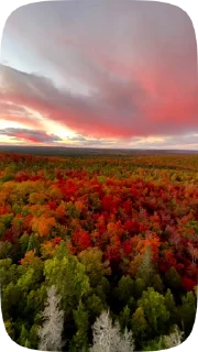 🍁
