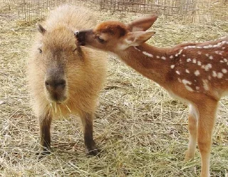 🦌