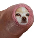 🐶