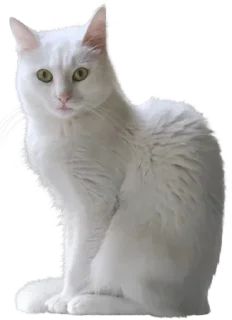 🐈
