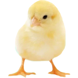 🐥