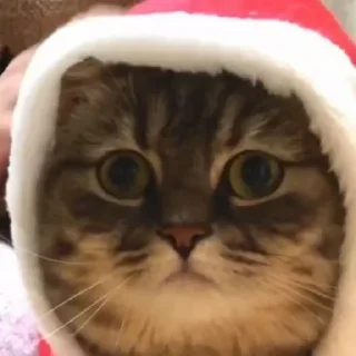 🎄