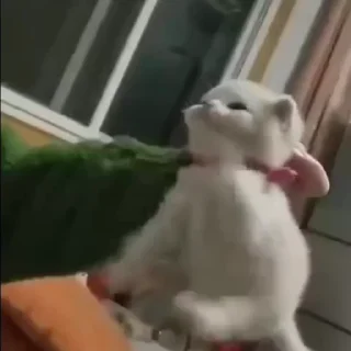 🐱