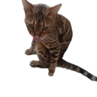 🐱