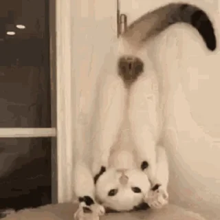 🐱