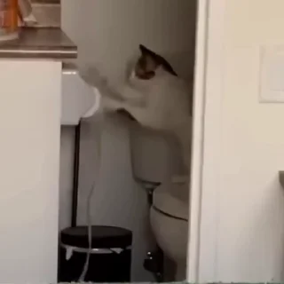 🐈